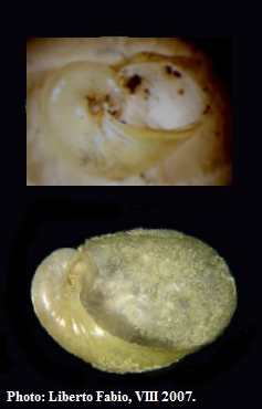 Daudebardia (Daudebardia) brevipes sicula Bivona, 1839